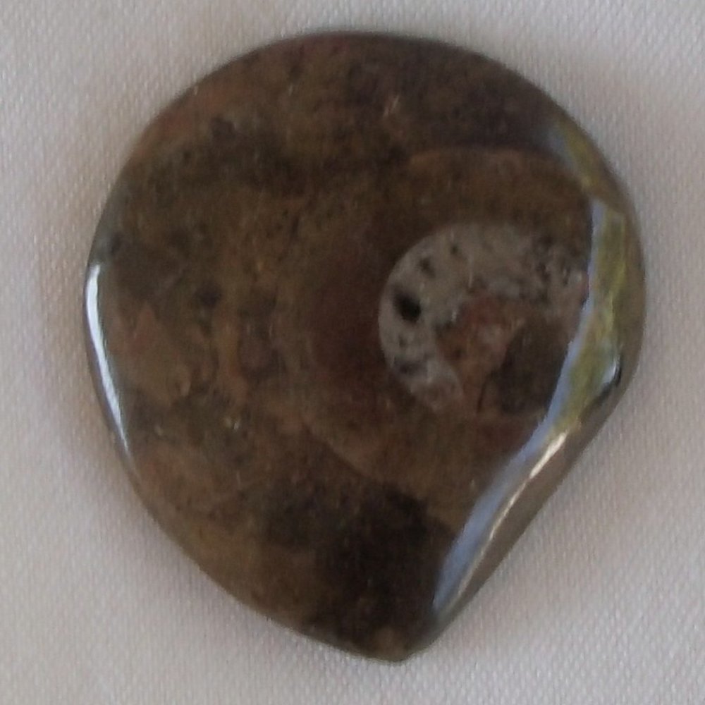 Ancient Ammonite Fossil Relic 2" Devonian Period Cephlapods Nautalis Molluscs